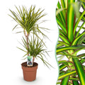 Dracaena Sunray – 90-100cm – 21cm – Pflegeleichter Drachenbaum in Grün – Gelb – Farbenfrohe Zimmerpflanze für Wohnzimmer, Büro & Eingangsbereich – Plant