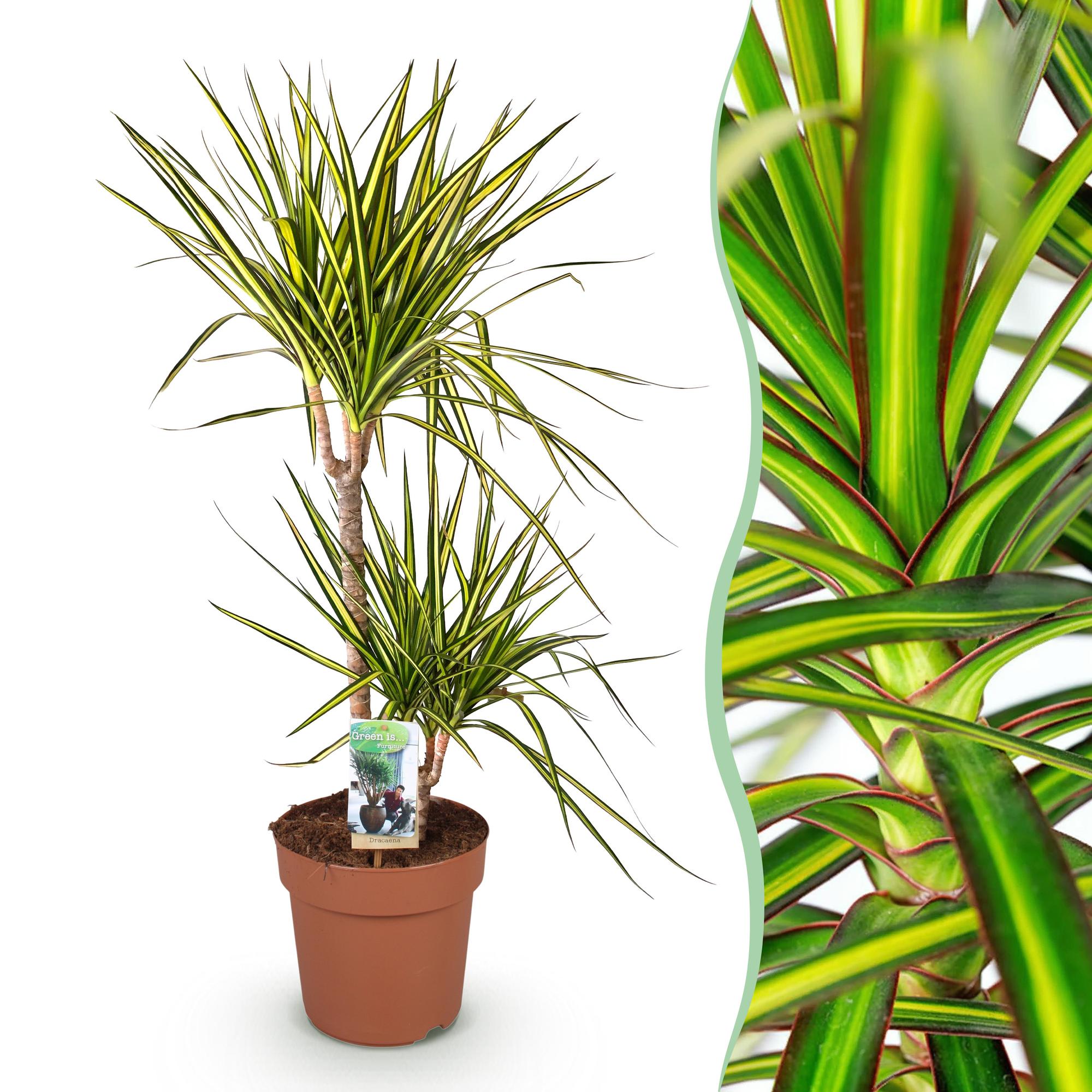 Dracaena Sunray – 90-100cm – 21cm – Pflegeleichter Drachenbaum in Grün – Gelb – Farbenfrohe Zimmerpflanze für Wohnzimmer, Büro & Eingangsbereich – Plant