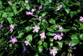 Großes Immergrün Vinca major – ↕10-25cm – Ø9cm – Immergrüner Bodendecker mit violett – blauen Blüten – Plant