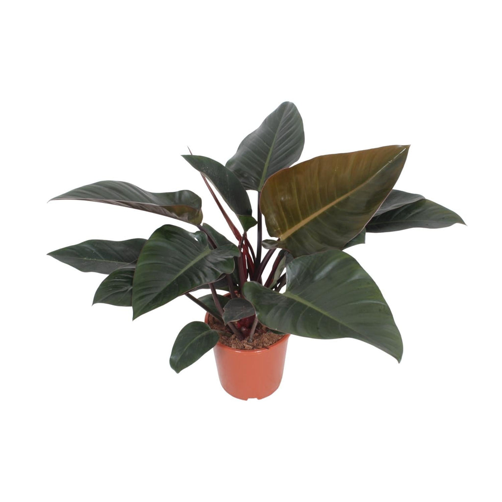 Baumfreund – Philodendron Congo Red – Zimmerpflanze – Ø27cm – ↕80cm – Herzförmige Blätter – Luftreinigend – Pflegeleicht