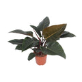 Baumfreund – Philodendron Congo Red – Zimmerpflanze – Ø27cm – ↕80cm – Herzförmige Blätter – Luftreinigend – Pflegeleicht