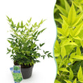 Heiliger Bambus Nandina Lemon & Lime – 17cm Höhe ca.45cm – Immergrün & farbintensiv – Gelbgrünes Laub – Pflegeleichter dekorativer Zierstrauch – Plant