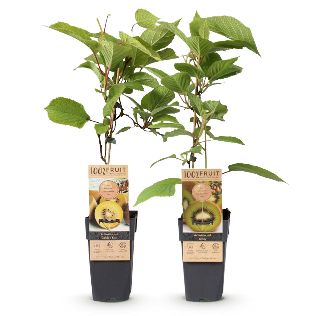 Obstpflanzen Grüne Kiwi 'Jenny' & Goldene Kiwi – 2 Pflanzen – 15cm – Höhe 50cm – Süße, vitaminreiche Früchte – Pflegeleicht & winterhart – Plant