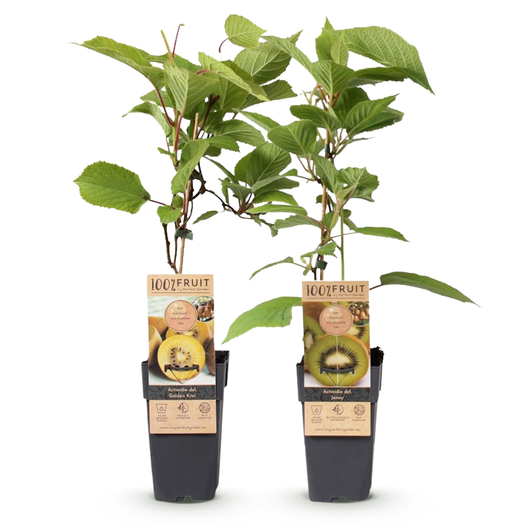 Obstpflanzen Grüne Kiwi 'Jenny' & Goldene Kiwi – 2 Pflanzen – 15cm – Höhe 50cm – Süße, vitaminreiche Früchte – Pflegeleicht & winterhart – Plant