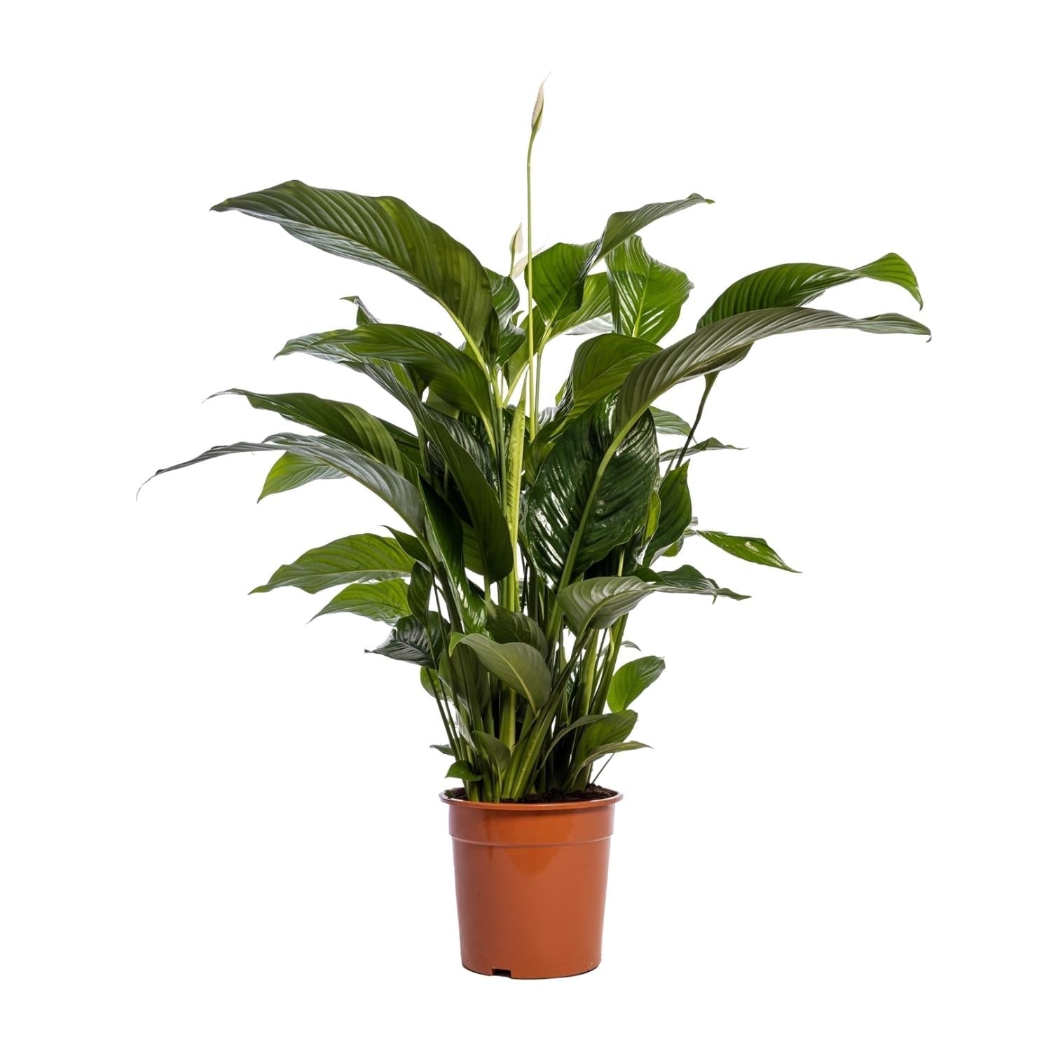 Einblatt – Spathiphyllum Bellini – Zimmerpflanze – Ø24cm – ↕100cm – Friedenslilie – Luftreinigend – Halbschatten – Pflegeleicht – Plant