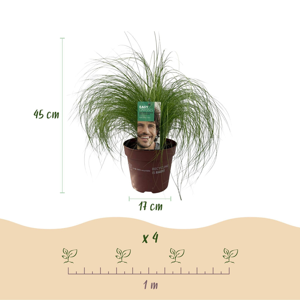 Zartes Federgras Stipa tenuifolia Pony Tails – Ø17cm – Immergrün, pflegeleicht & trockenheitsresistent – Höhe ca. 50cm – Plant