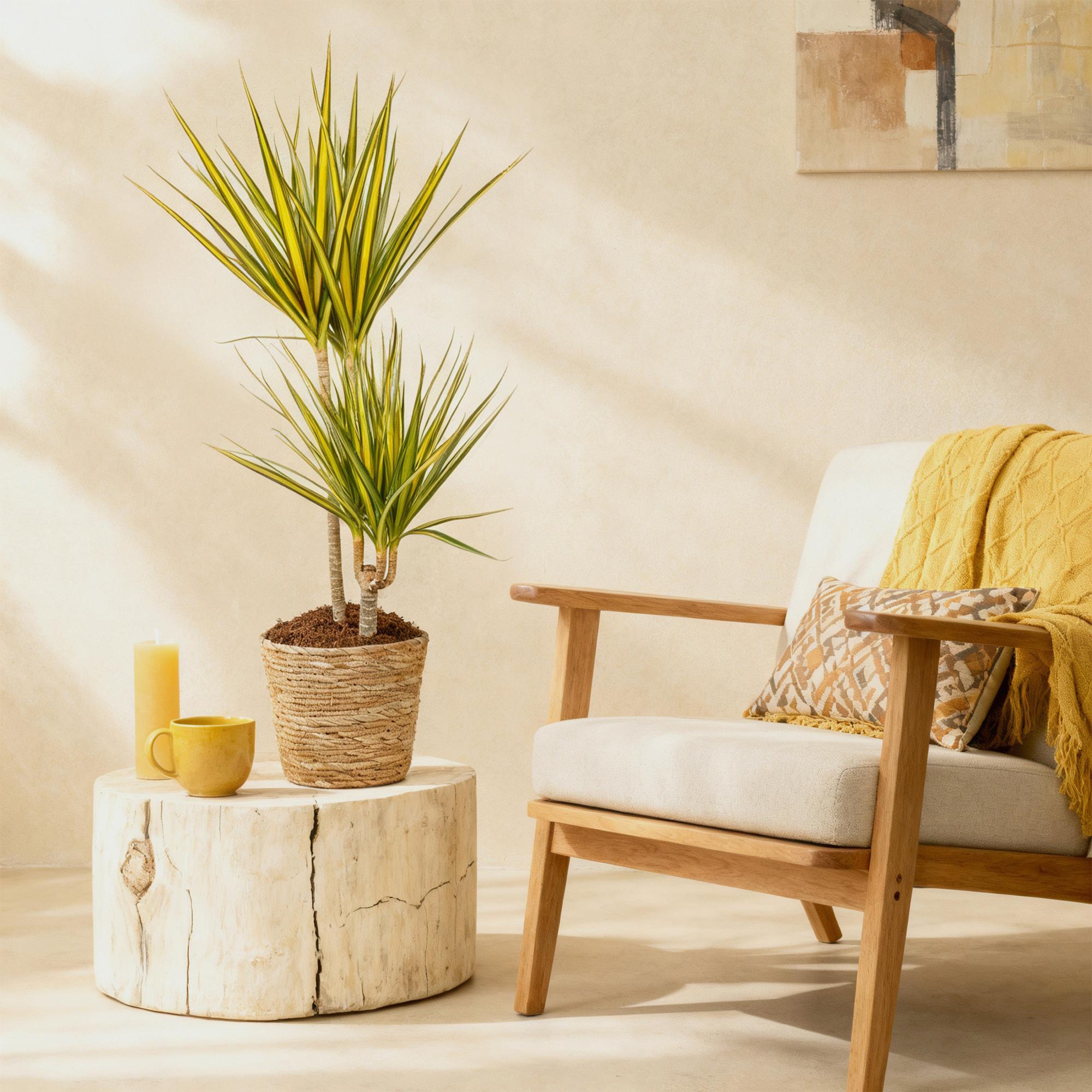 Dracaena Sunray – 90-100cm – 21cm – Pflegeleichter Drachenbaum in Grün – Gelb – Farbenfrohe Zimmerpflanze für Wohnzimmer, Büro & Eingangsbereich – Plant