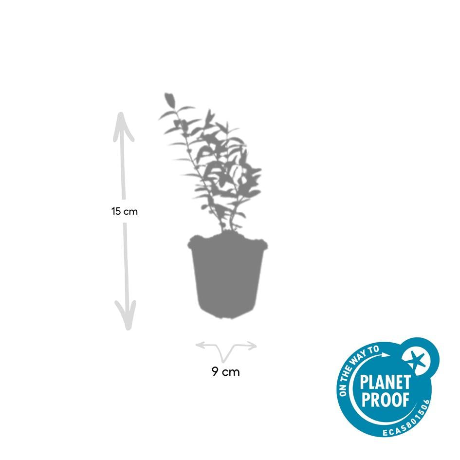 Hypericum Hidcote – Großblumiges Johanniskraut – Ø9cm – Höhe 10-25cm – Immergrüner Strauch mit gelben Blüten – Plant