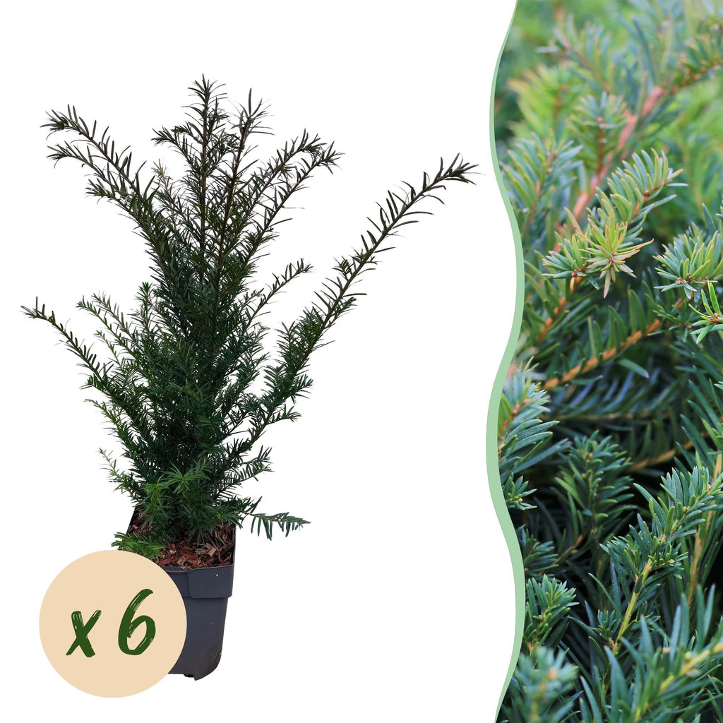 Europäische Eibe Taxus baccata – Immergrün – Heckenpflanze – 6 Pflanzen – 17cm x H60cm – pflegeleicht – Plant