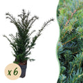Europäische Eibe Taxus baccata – Immergrün – Heckenpflanze – 6 Pflanzen – 17cm x H60cm – pflegeleicht – Plant