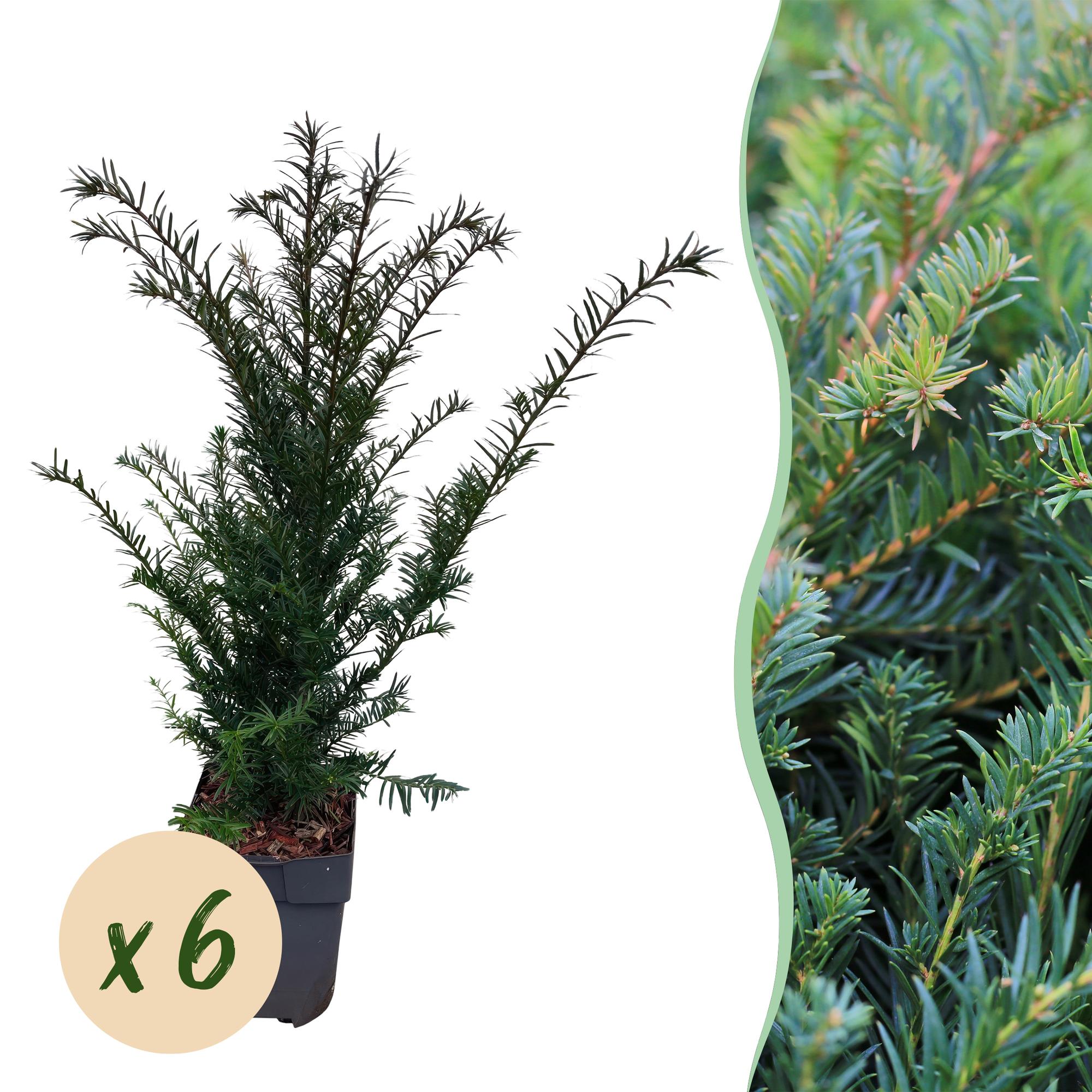 Europäische Eibe Taxus baccata – Immergrün – Heckenpflanze – 6 Pflanzen – 17cm x H60cm – pflegeleicht – Plant