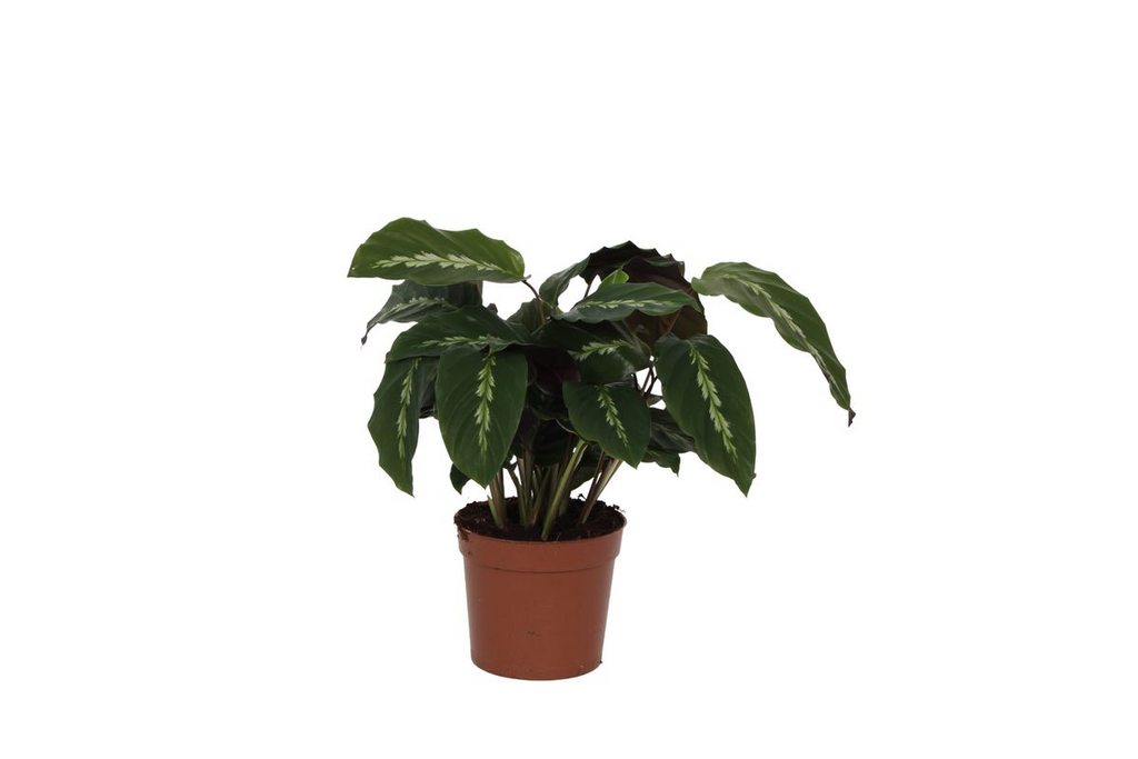 Calathea Maui Queen – 35cm – Ø12cm – Exotische Korbmarante mit dekorativ gemusterten Blättern – Luftfeuchtigkeitsliebend & dekorativ – Plant