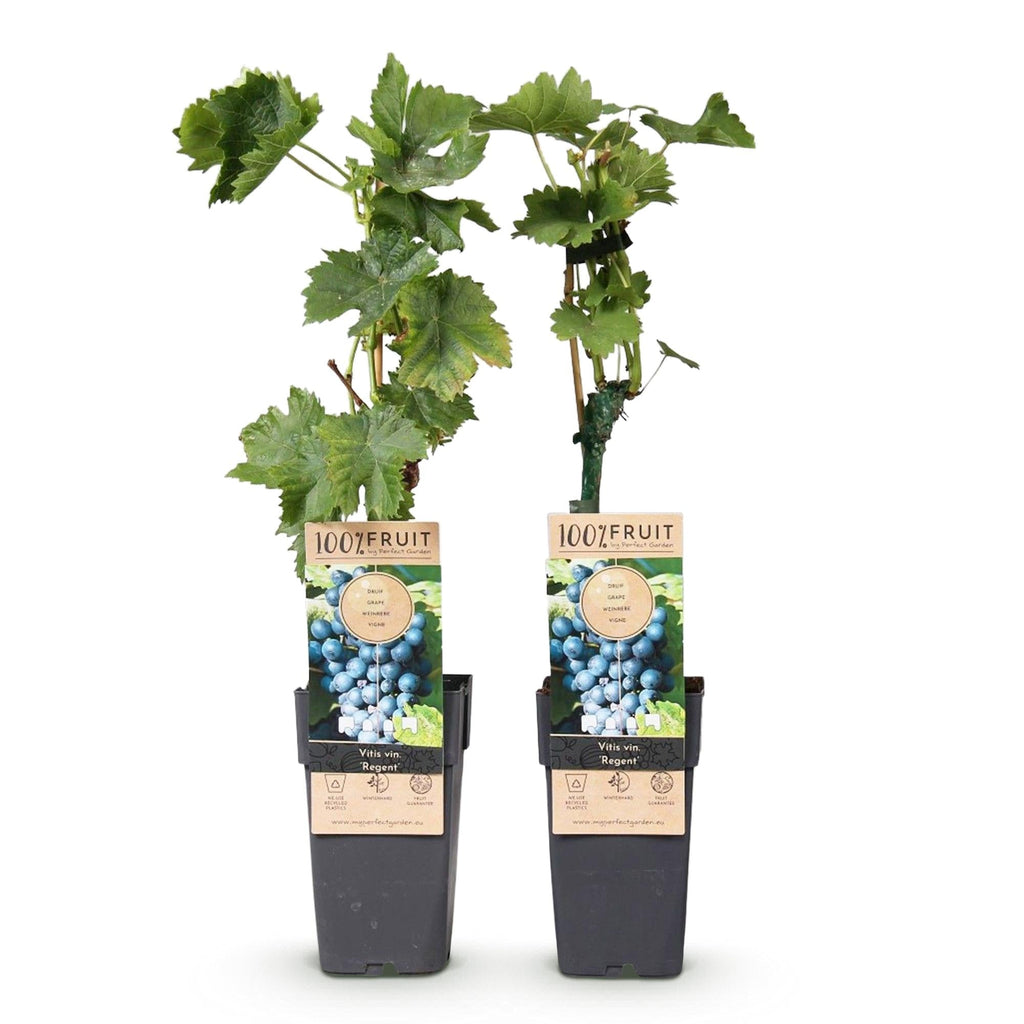Weinrebe – Blaue Traube – Vitis vinifera Regent – Obstpflanze – 2 Pflanzen – 15cm – Höhe ca. 50cm – Plant