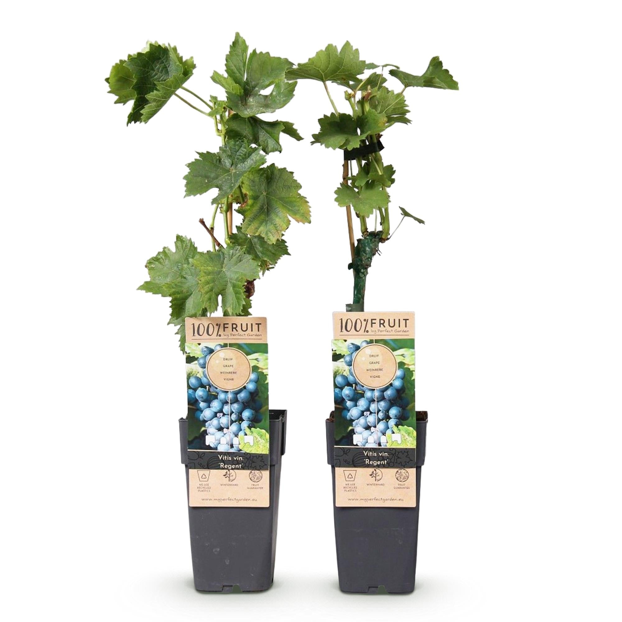 Weinrebe – Blaue Traube – Vitis vinifera Regent – Obstpflanze – 2 Pflanzen – 15cm – Höhe ca. 50cm – Plant