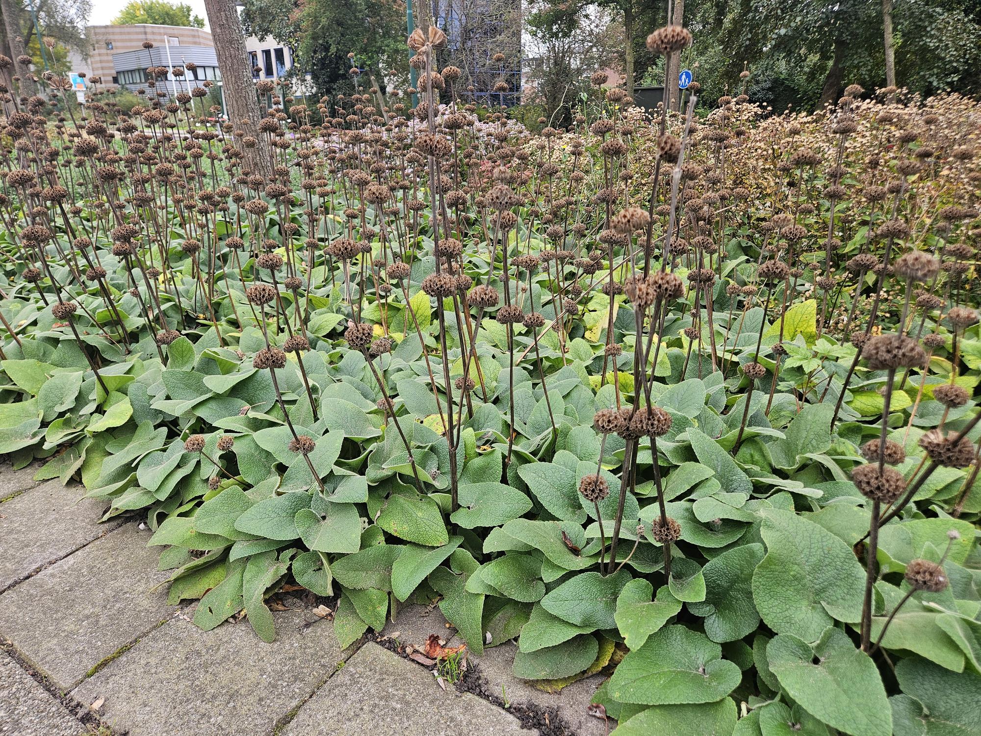 Russel Brandkraut Phlomis russeliana – ↕10-25cm – Ø9cm – Winterhart & Bienenfreundlich – Sommerblüher für Beete & Garten – Plant