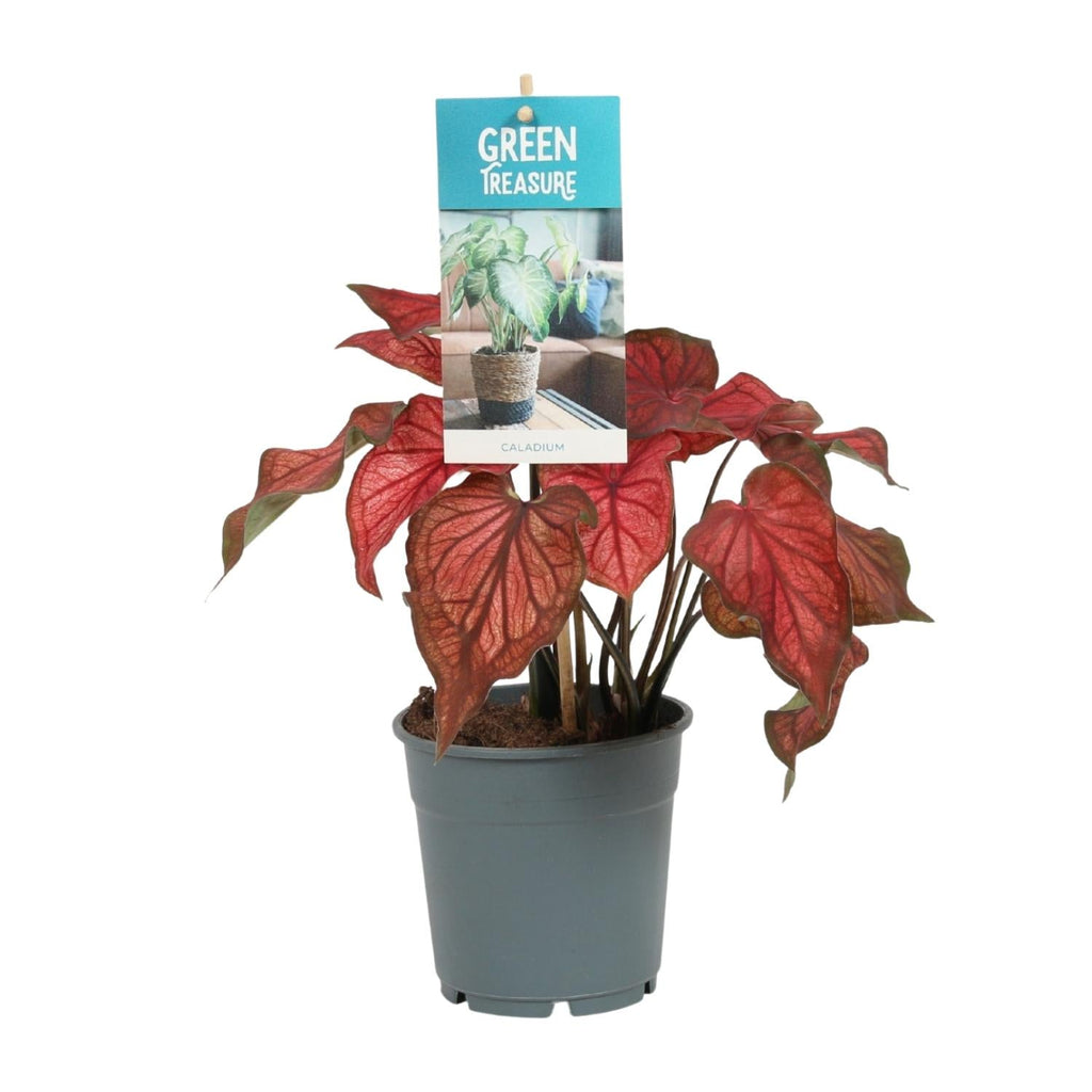 Caladium Rot – Angel Wings – Ø12cm – ↕25cm – Tropische Zimmerpflanze mit roten Blättern – Pflegeleicht & dekorativ – Für halbschattige Standorte – Plant