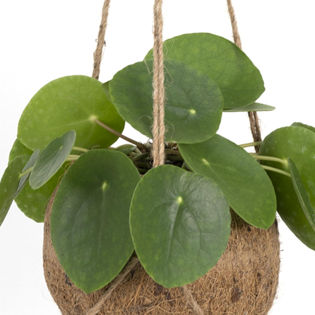 Kokodama Pilea Peperomioides – 20cm – Ø15cm – Nachhaltige Pfannkuchenpflanze im Kokodama – Kokostopf – Chinesische Geldpflanze – Plant