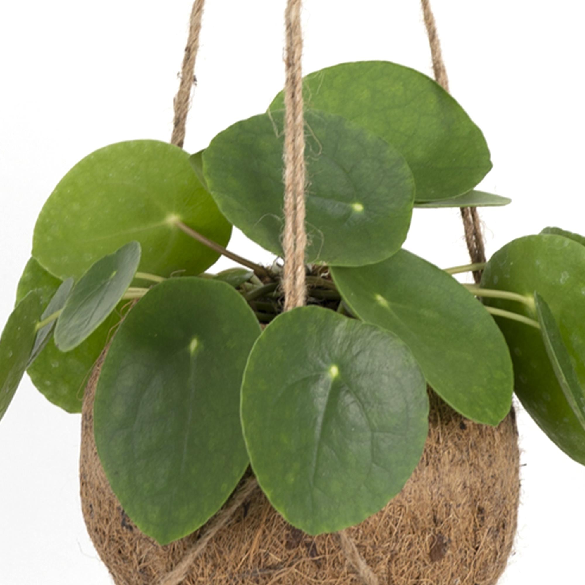 Kokodama Pilea Peperomioides – 20cm – Ø15cm – Nachhaltige Pfannkuchenpflanze im Kokodama – Kokostopf – Chinesische Geldpflanze – Plant