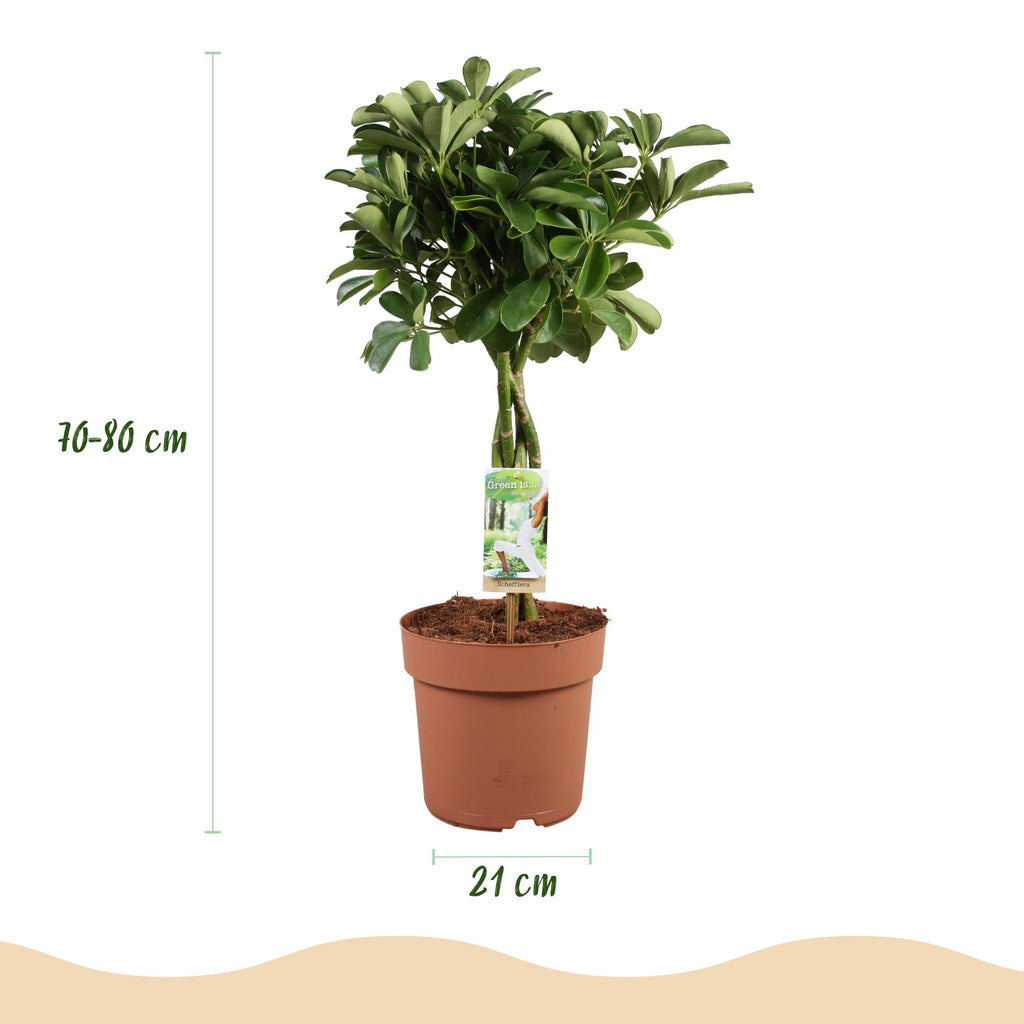 Schefflera Nora – 70-82cm – 21cm – Pflegeleichter Fingerbaum – Dunkelgrüne Zimmerpflanze für Wohnzimmer, Büro & Schlafzimmer – Luftreinigend & robust – Plant