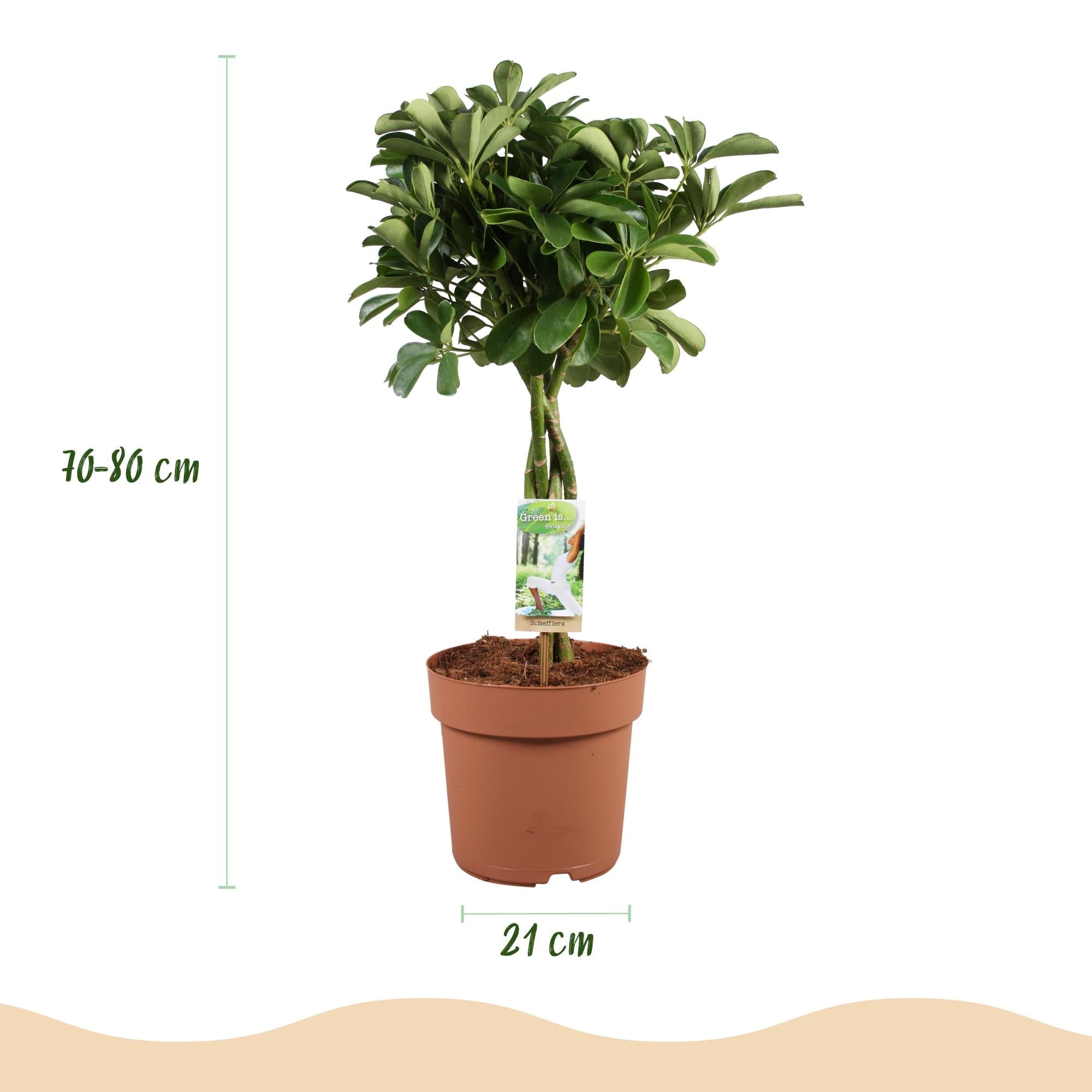 Schefflera Nora – 70-82cm – 21cm – Pflegeleichter Fingerbaum – Dunkelgrüne Zimmerpflanze für Wohnzimmer, Büro & Schlafzimmer – Luftreinigend & robust – Plant