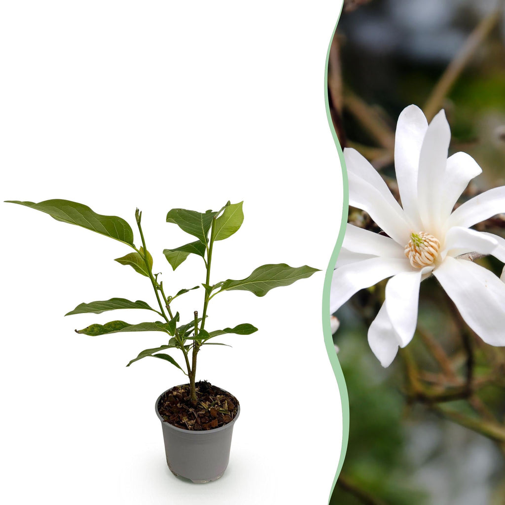 Magnolia stellata – 12cm – Höhe ca. 30cm – Laubabwerfende Stern – Magnolie mit weißen bis hellrosa Frühjahrsblüten – Plant