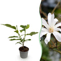 Magnolia stellata – 12cm – Höhe ca. 30cm – Laubabwerfende Stern – Magnolie mit weißen bis hellrosa Frühjahrsblüten – Plant
