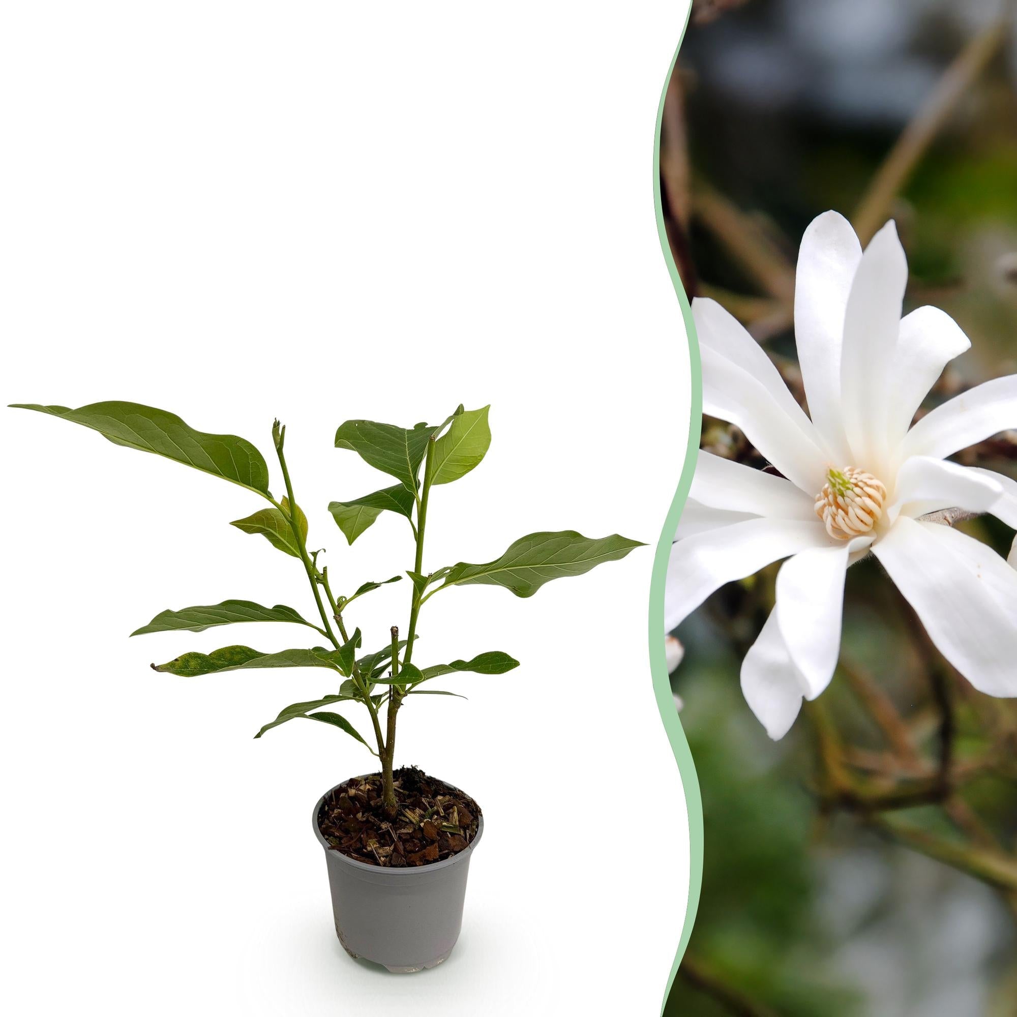 Magnolia stellata – 12cm – Höhe ca. 30cm – Laubabwerfende Stern – Magnolie mit weißen bis hellrosa Frühjahrsblüten – Plant