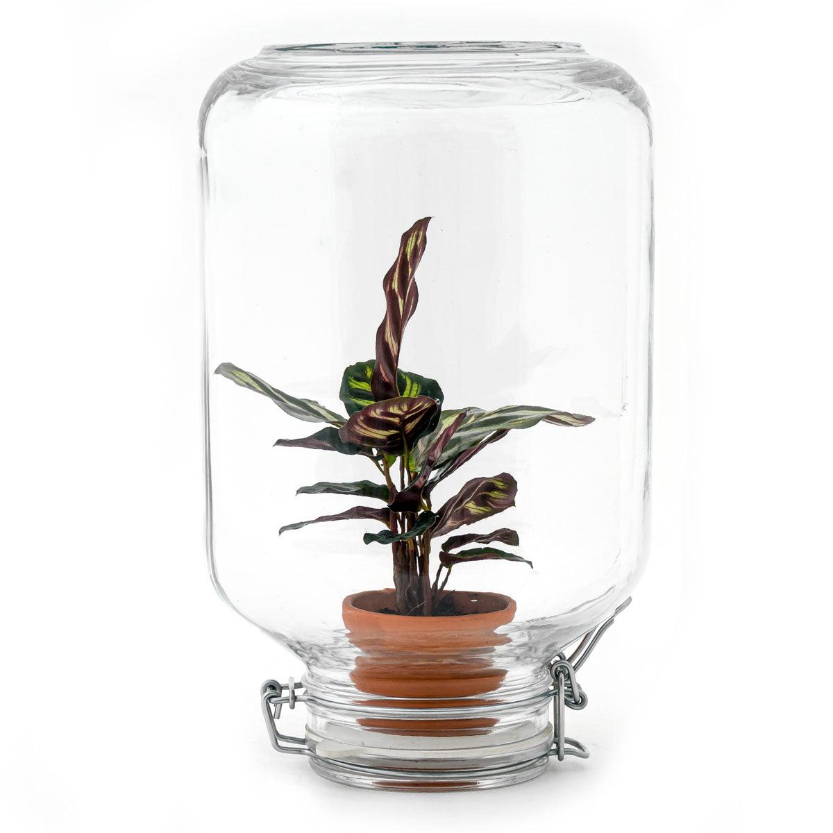 Flaschengarten Easyplant – Terrarium mit Calathea makoyana – Lebende Zimmerpflanze im Einmachglas – Nur 1x Gießen – Luftdicht verschlossen