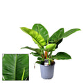 Philodendron Imperial Green – Zimmerpflanze – Ø19cm – ca. 55cm hoch – Kräftige, großblättrige Dschungelpflanze – Pflegeleicht & luftreinigend