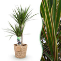 Dracaena Marginata – 90-100cm – 21cm inkl. Naturkorb – Pflegeleichter Drachenbaum – Grün mit rotem Rand – Plant