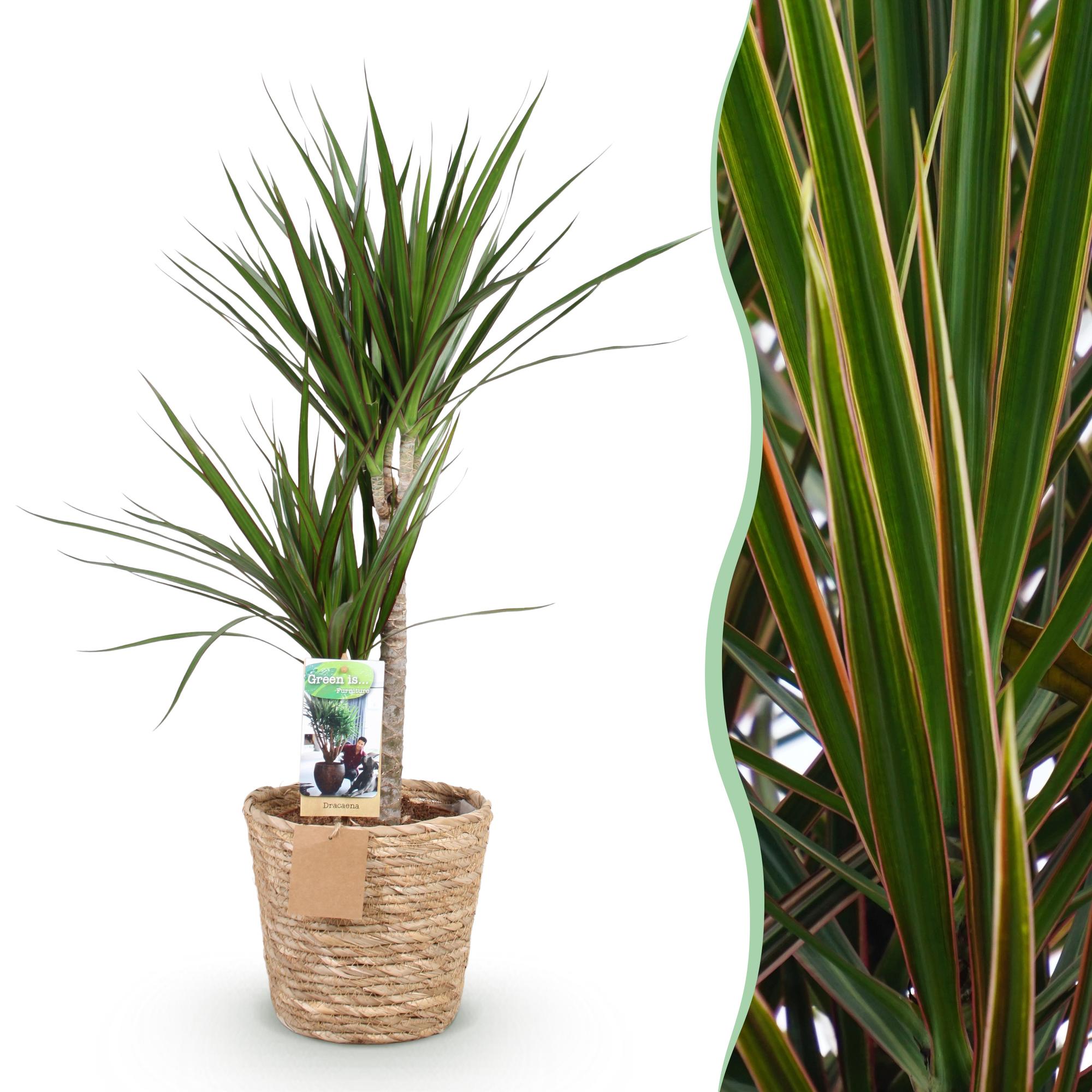 Dracaena Marginata – 90-100cm – 21cm inkl. Naturkorb – Pflegeleichter Drachenbaum – Grün mit rotem Rand – Plant