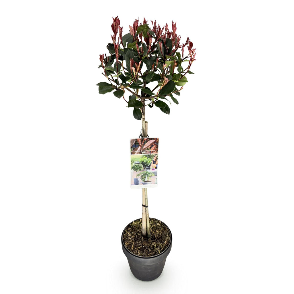 Glanzmispel Photinia fraseri Little Red Robin – 19cm Höhe ca.90cm – Immergrün & winterhart – Grün-rotes Laub – Ziergehölz – Plant