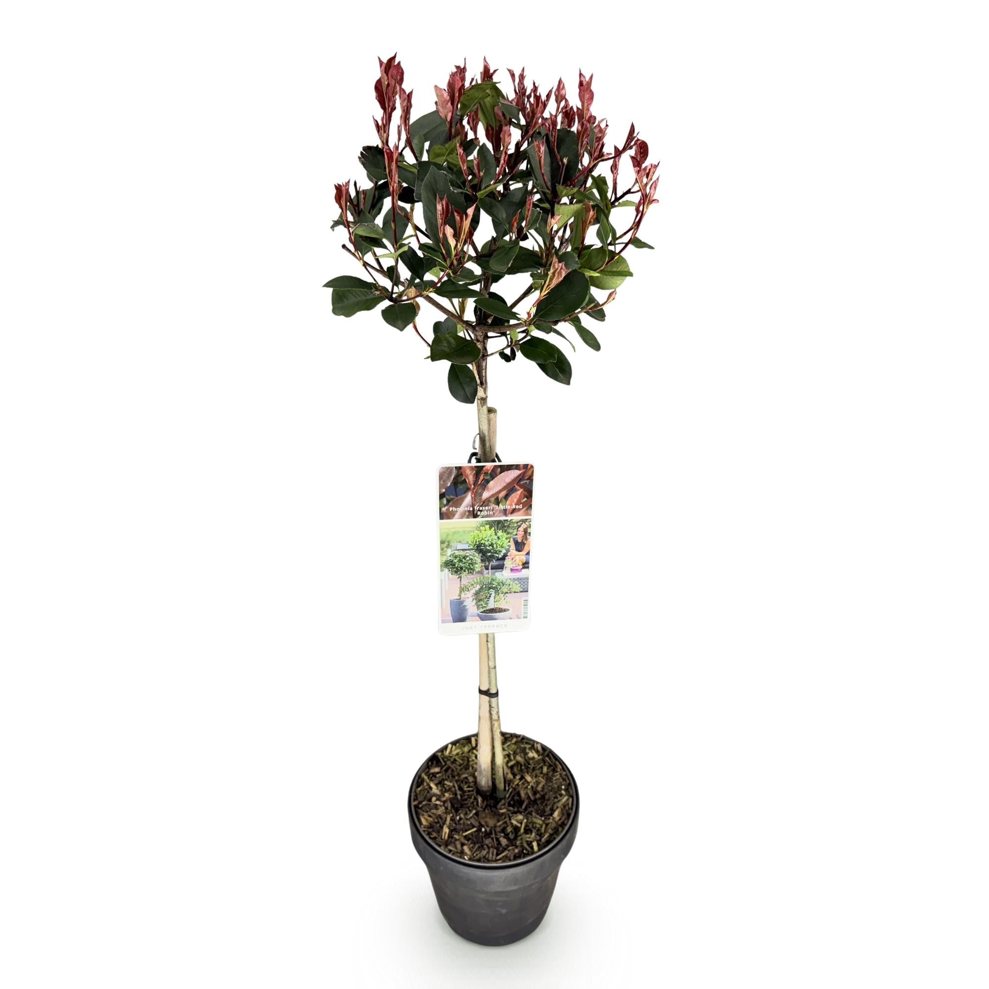 Glanzmispel Photinia fraseri Little Red Robin – 19cm Höhe ca.90cm – Immergrün & winterhart – Grün-rotes Laub – Ziergehölz – Plant