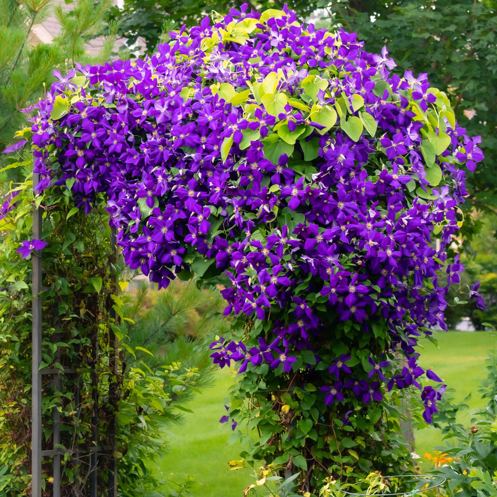 Kletterpflanze Clematis Jackmanii – Tiefviolette Blüten – Wenig Pflege – 2 Pflanzen – 11cm Höhe 40cm – Für Garten, Balkon & Pergolen – Plant