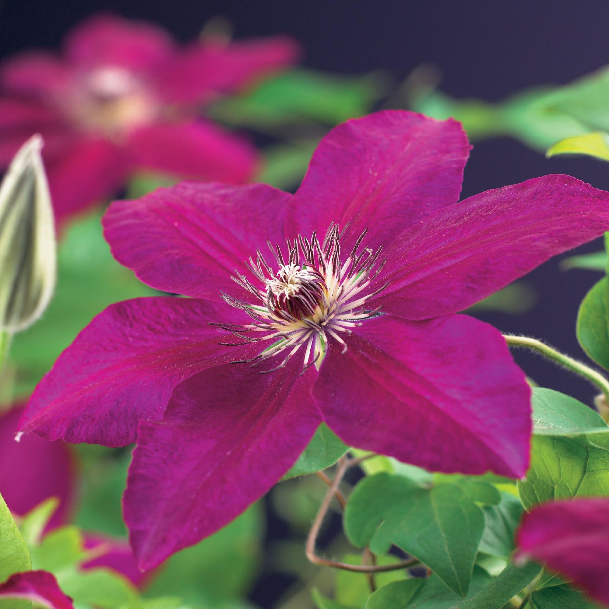 Kletterpflanze Clematis Westerplatte – Tiefviolette Blüten mit weißem Rand – 2 Pflanzen – 11cm x H40cm – pflegeleicht – Plant