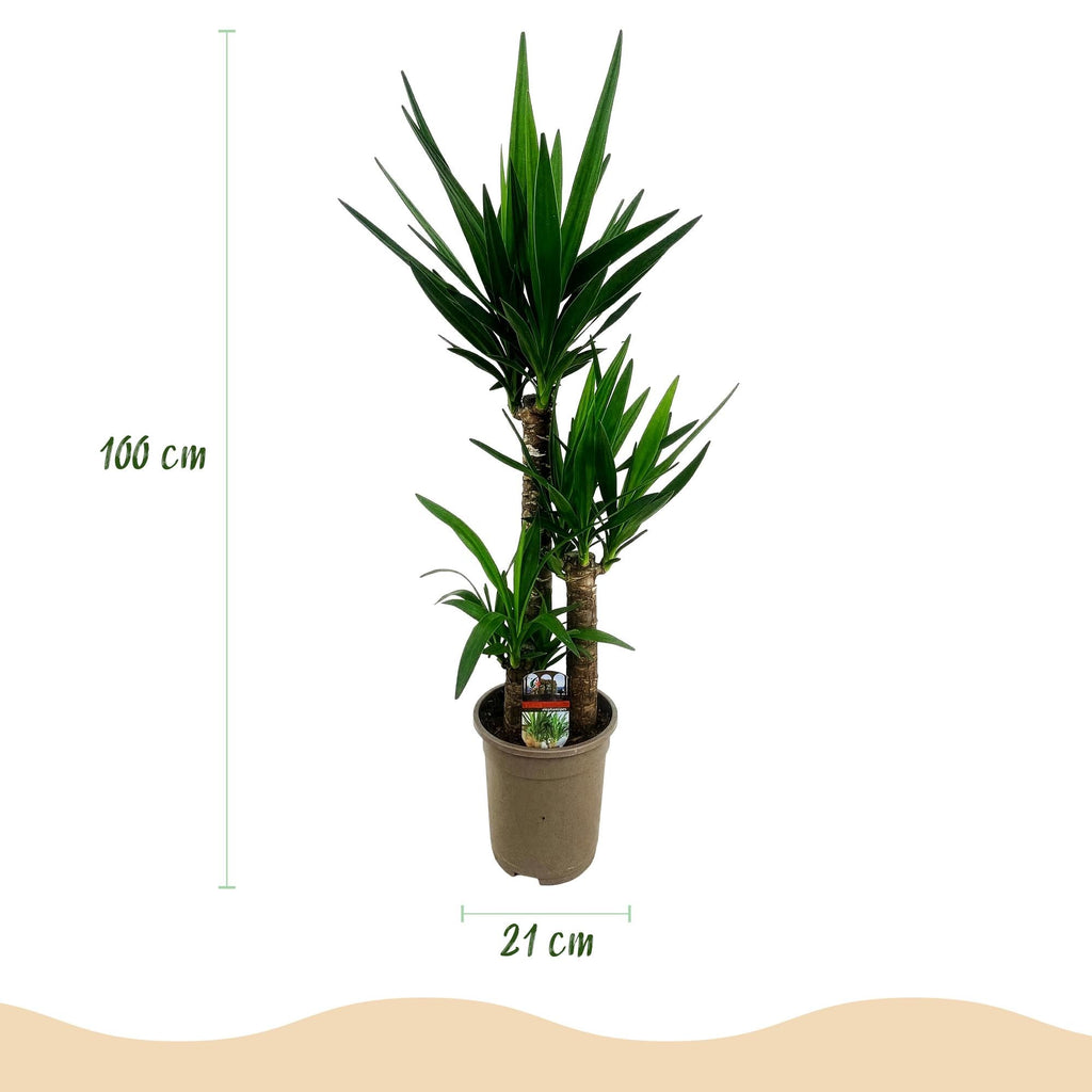 Palmlilie Yucca Elephantipes – 100cm – 21cm – Pflegeleichte Palmlilie mit langen, spitzen Blättern – Plant
