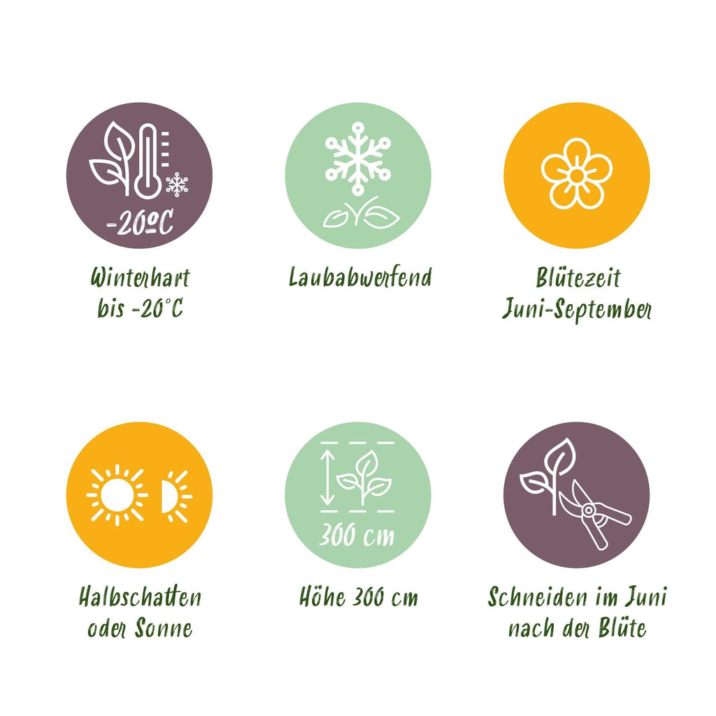 Kletterpflanze Clematis Nelly Moser – Rosa Blüten – Wenig Pflege – 2 Pflanzen – 11cm Höhe 40cm – Für Garten, Balkon & Pergolen – Plant