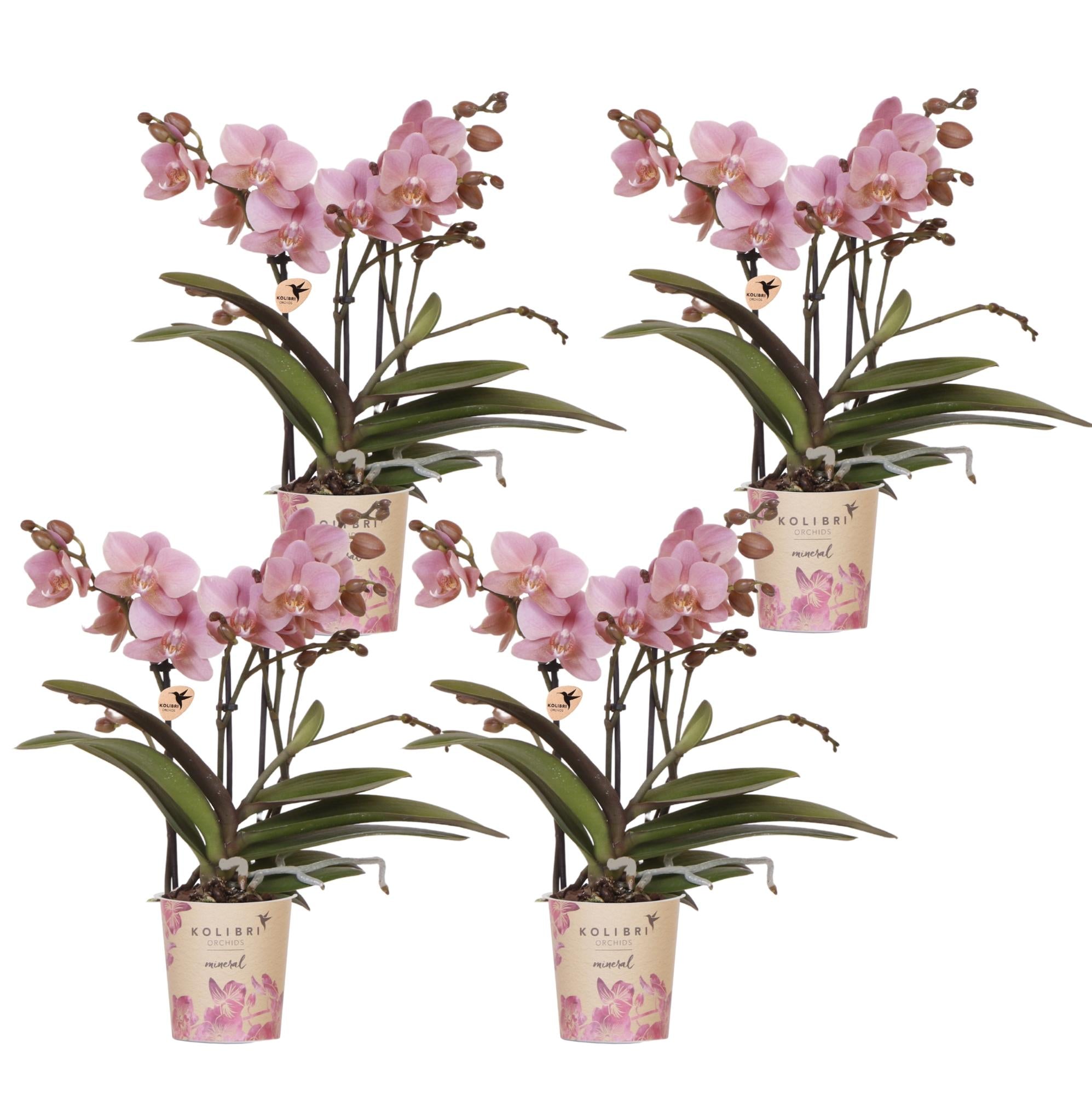 Phalaenopsis Orchideen Treviso – altrosa Blüten – Ø9cm – Blühende Zimmerpflanzen – Frisch vom Züchter – Elegante Deko & Geschenkidee – Plant