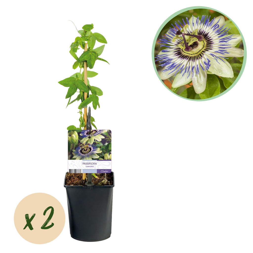 Passionsblume Passiflora caerulea – 2 Pflanzen 11cm – ca. 40cm hoch – Kletterpflanze mit blau – weißen Blüten – Pflegeleicht & winterhart – Plant