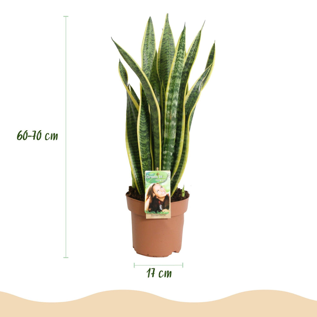 Sansevieria Laurentii – 60-70cm – 17cm – Pflegeleichte Schwiegermutterzunge in Grün – Gelb – Plant