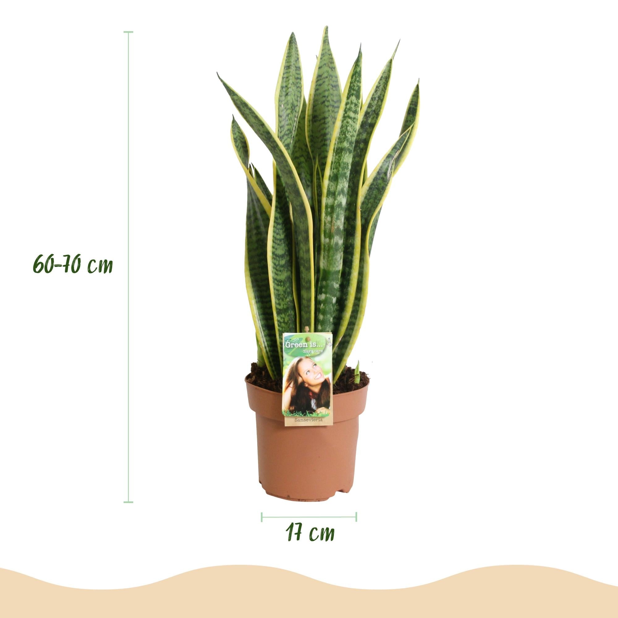 Sansevieria Laurentii – 60-70cm – 17cm – Pflegeleichte Schwiegermutterzunge in Grün – Gelb – Plant