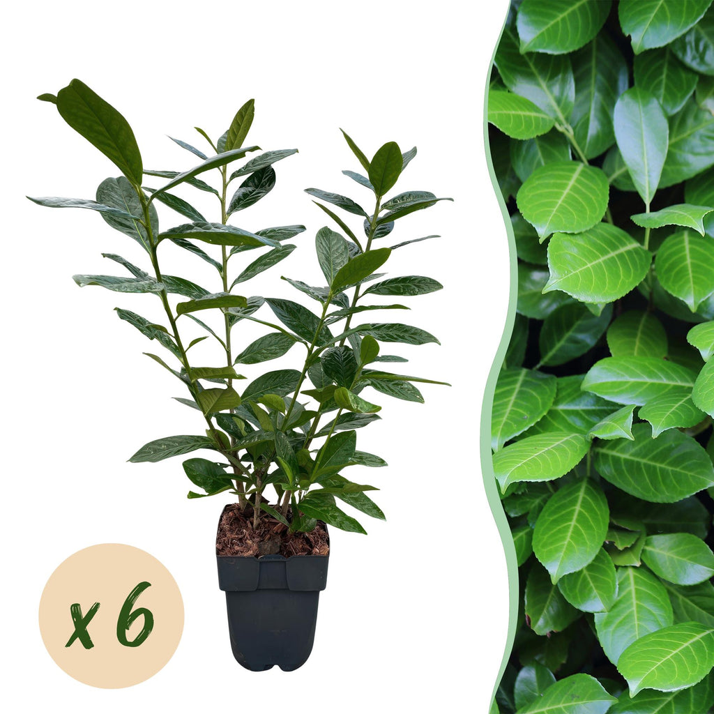 Kirschlorbeer Prunus laurocerasus Novita – Heckenpflanze – Blatt grün – 6 Pflanzen – 1 laufender Meter – Immergrün – 17cm Höhe 50cm – Plant
