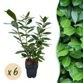 Kirschlorbeer Prunus laurocerasus Novita – Heckenpflanze – Blatt grün – 6 Pflanzen – 1 laufender Meter – Immergrün – 17cm Höhe 50cm – Plant