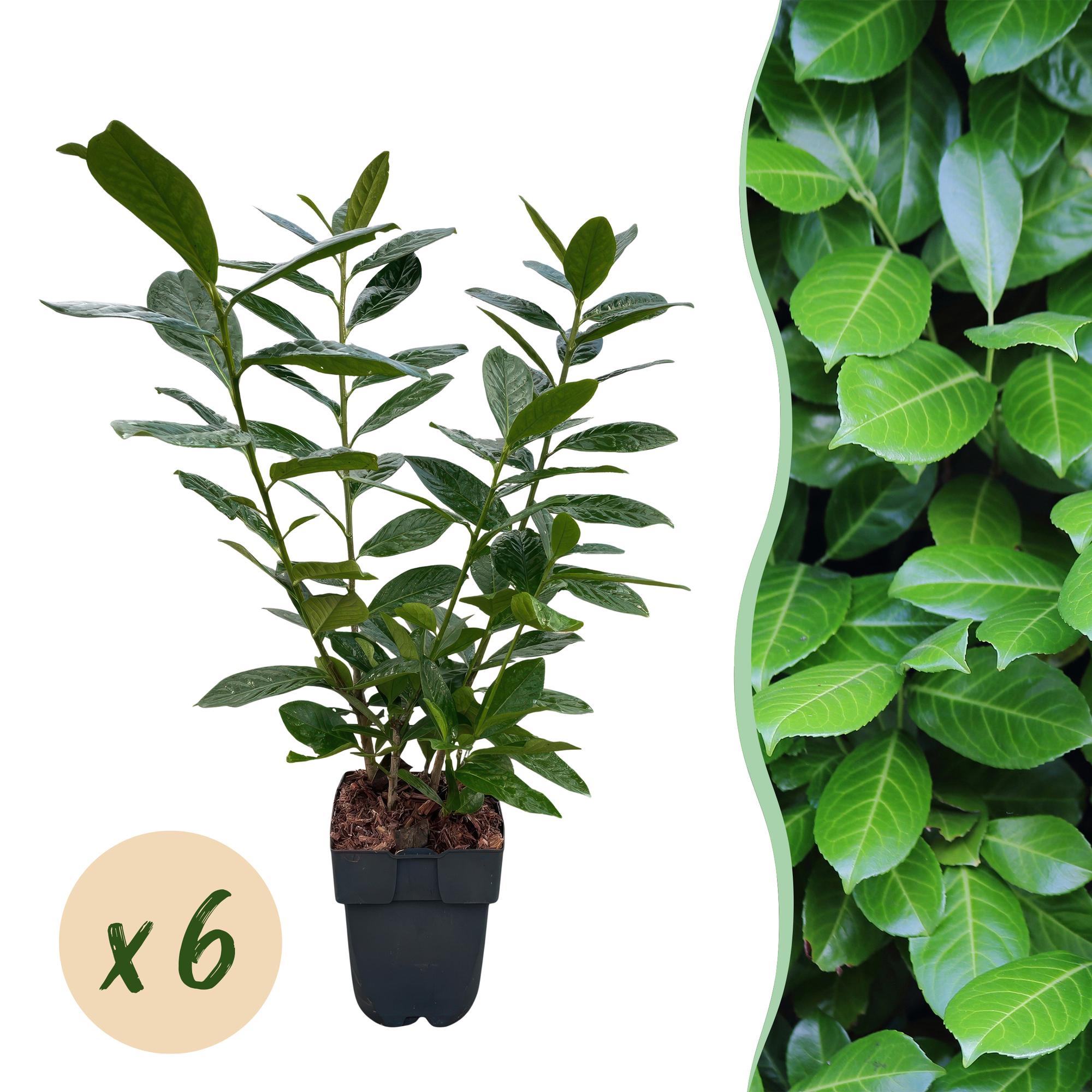 Kirschlorbeer Prunus laurocerasus Novita – Heckenpflanze – Blatt grün – 6 Pflanzen – 1 laufender Meter – Immergrün – 17cm Höhe 50cm – Plant