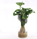 Fensterblatt Monstera in Cylinderglas – Zimmerpflanze – Ø12cm – Ca. 25cm hoch – Tropisches Blattschmuckgewächs in Hydrokultur – Pflegeleicht & modern – Plant