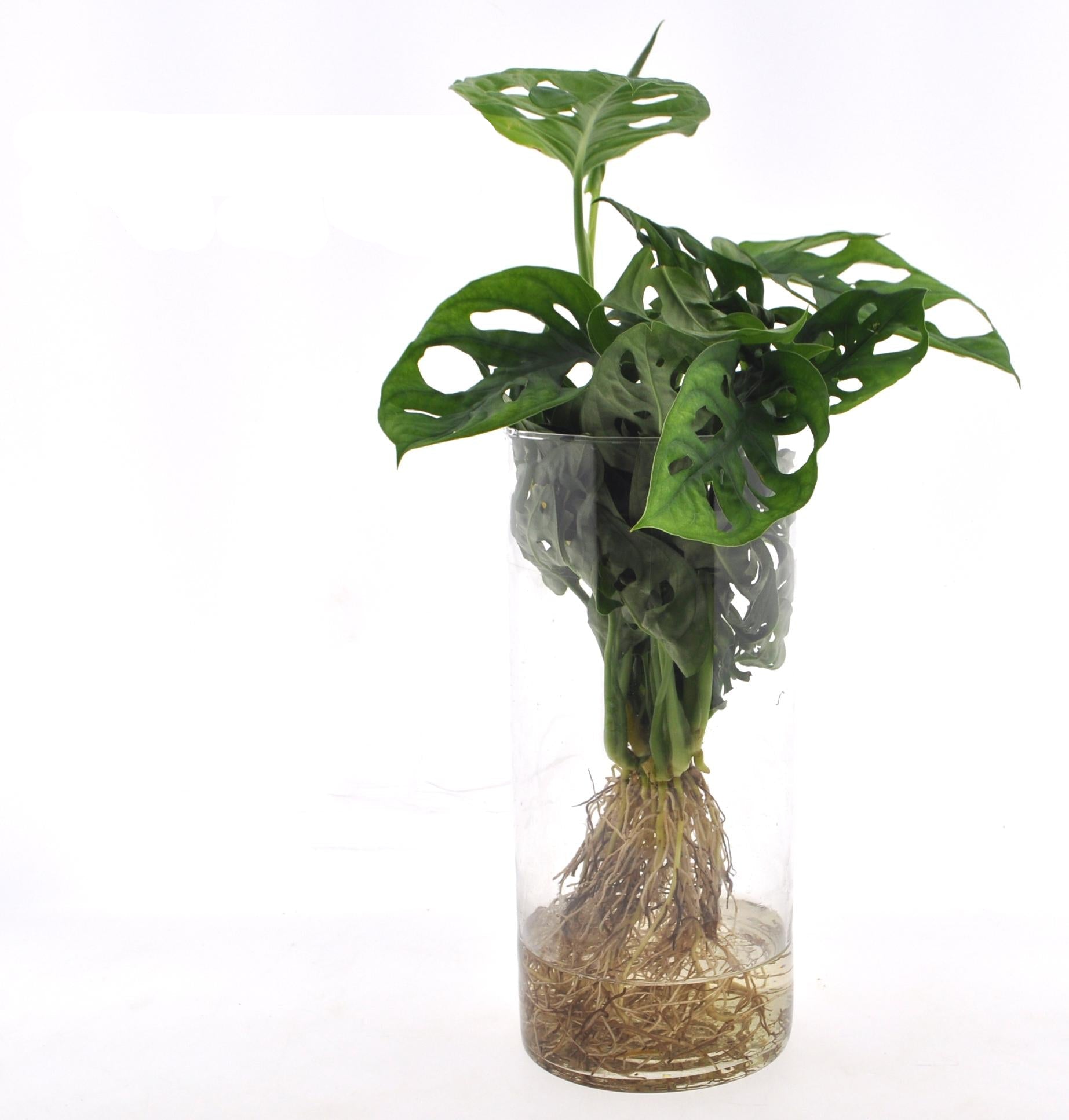 Fensterblatt Monstera in Cylinderglas – Zimmerpflanze – Ø12cm – Ca. 25cm hoch – Tropisches Blattschmuckgewächs in Hydrokultur – Pflegeleicht & modern – Plant