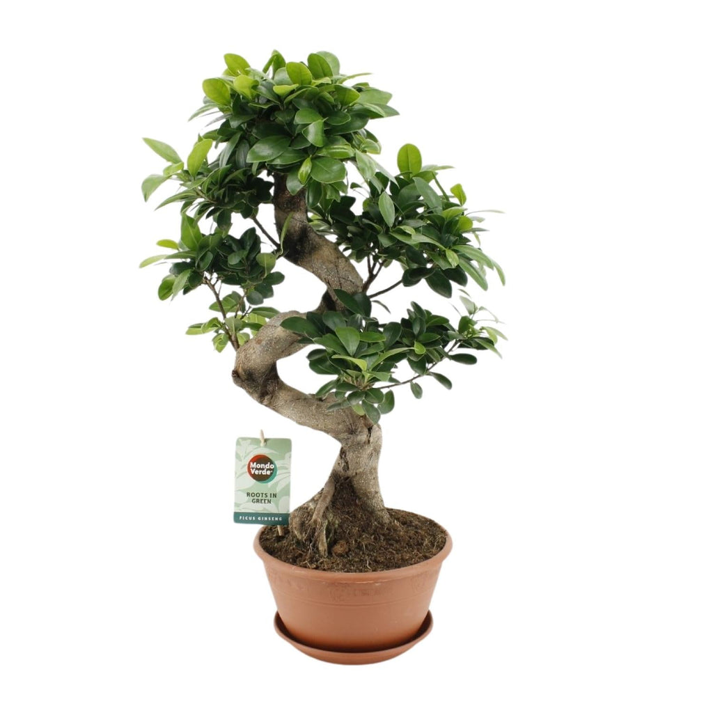 Ficus Ginseng – Chinesische Feige – Zimmerpflanze – Ø22cm – ↕60cm – Pflegeleichter Bonsai – Ficus mit dekorativem Wurzelstamm – Für Wohnzimmer & Büro – Plant