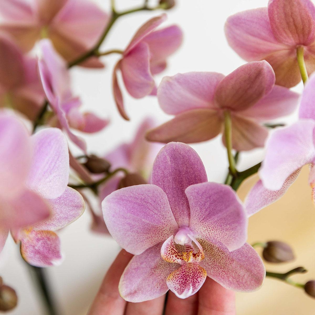 Phalaenopsis Orchidee – Treviso Altrosa – Ø9cm – Blühende Zimmerpflanze – Elegante Deko-Orchidee – Frisch vom Züchter – Plant