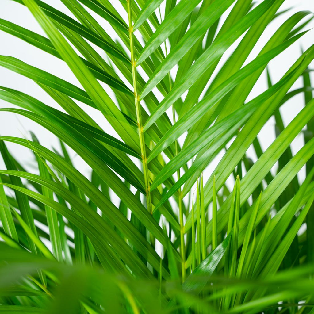 Goldfruchtpalme Areca – Zimmerpflanze Ø21cm – 110cm hoch – Luftreinigende tropische Palme für gesundes Raumklima – frisch aus der Baumschule – Plant