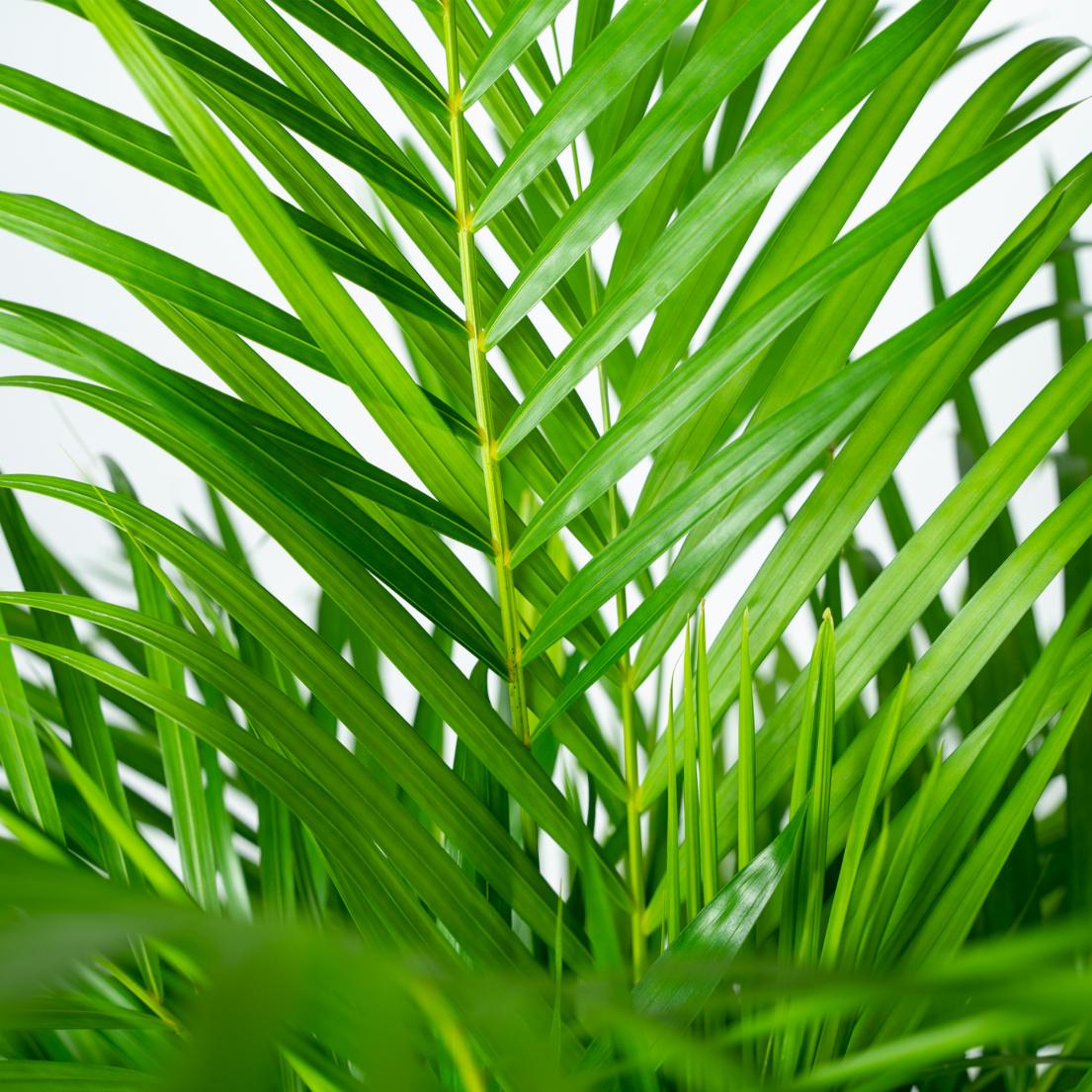 Goldfruchtpalme Areca – Zimmerpflanze Ø21cm – 110cm hoch – Luftreinigende tropische Palme für gesundes Raumklima – frisch aus der Baumschule – Plant